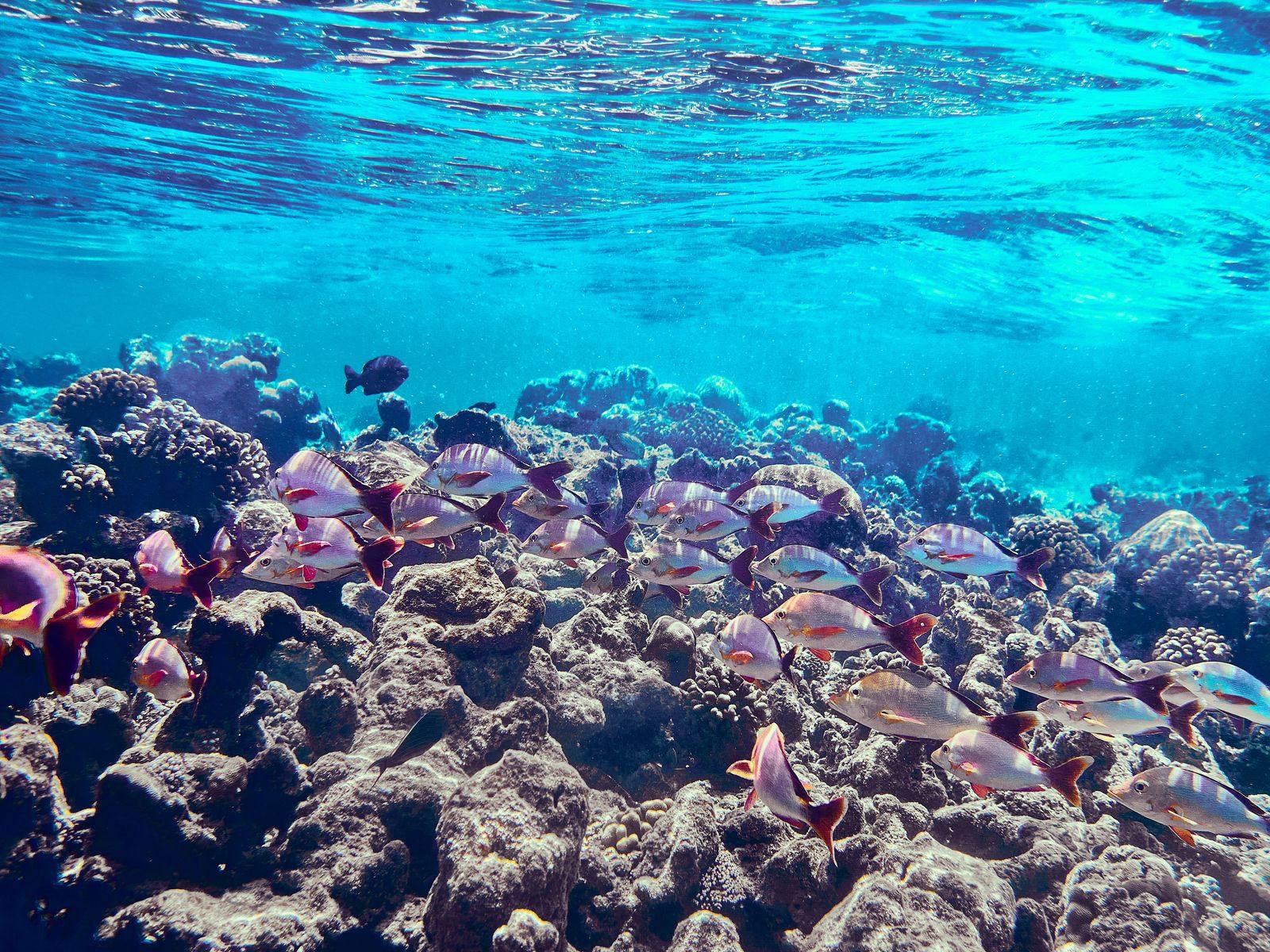 Birdlife along the Zanzibar coast